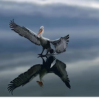 Gentle Touchdown