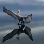 Gentle Touchdown — Framed