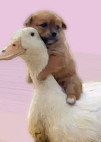 Journey Together — Pink