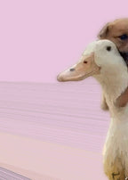 Journey Together — Pink