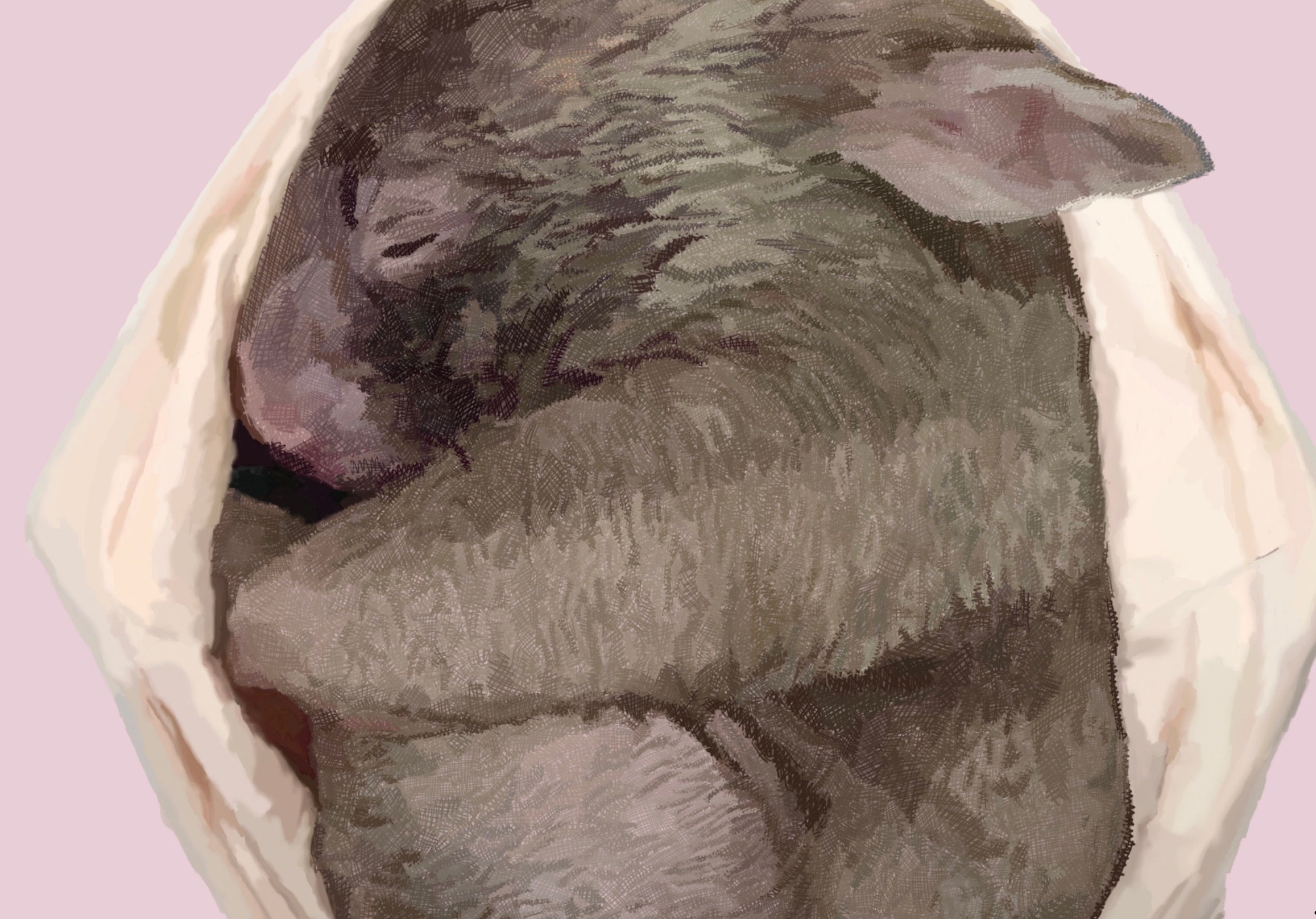 Safe Haven — Pink
